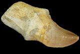 Fossil Rooted Mosasaur (Prognathodon) Tooth - Morocco #117057-1